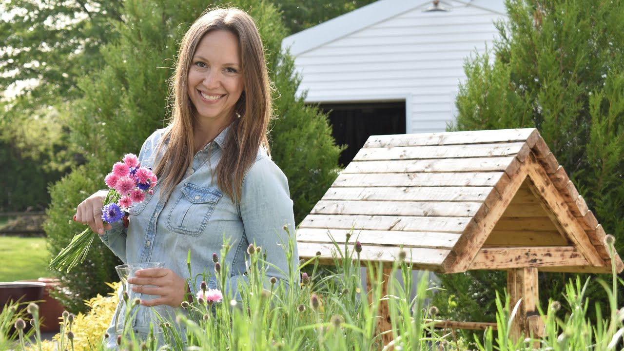 How to Harvest Bachelor's Buttons for your Cut Flower Garden // Northlawn Flower Farm
