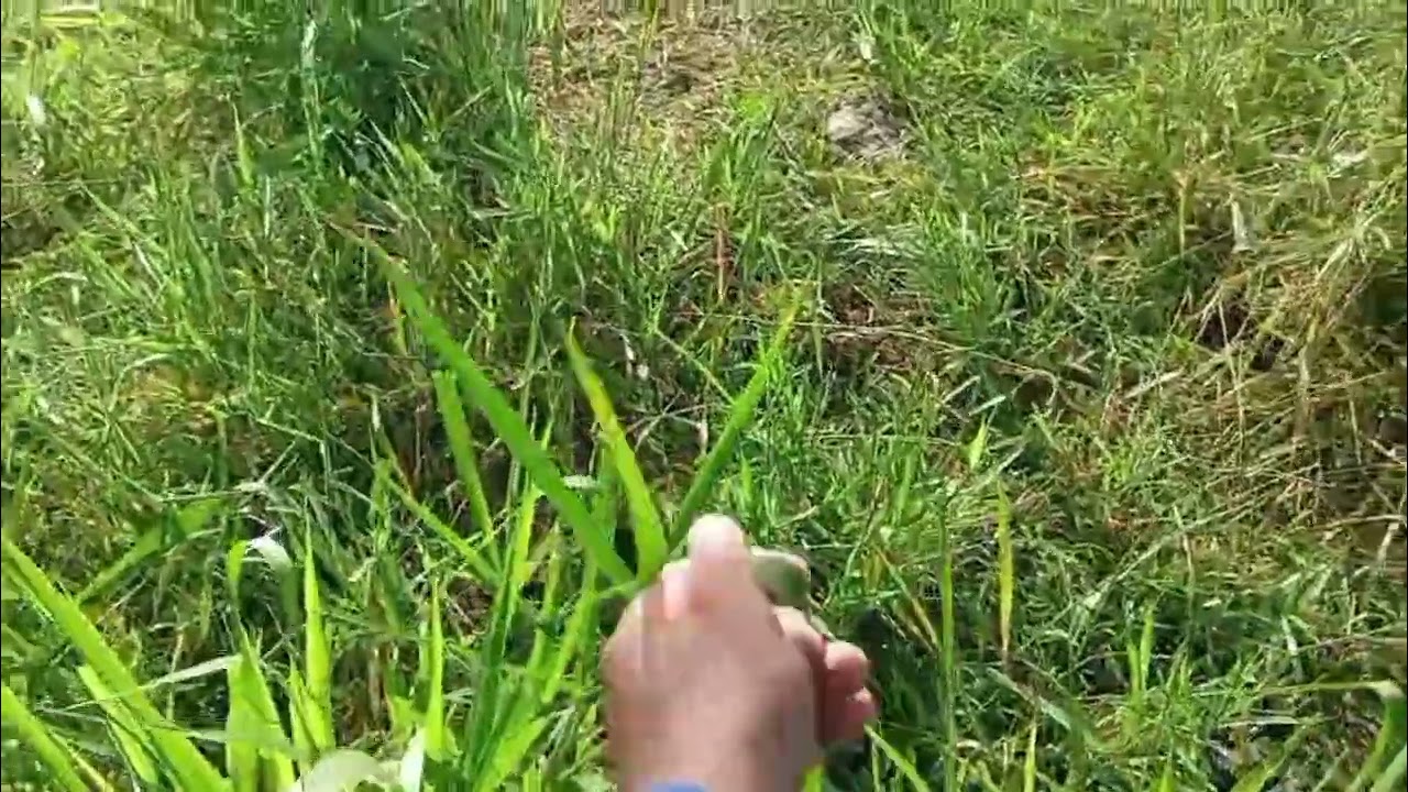 não começe plantando capim errado