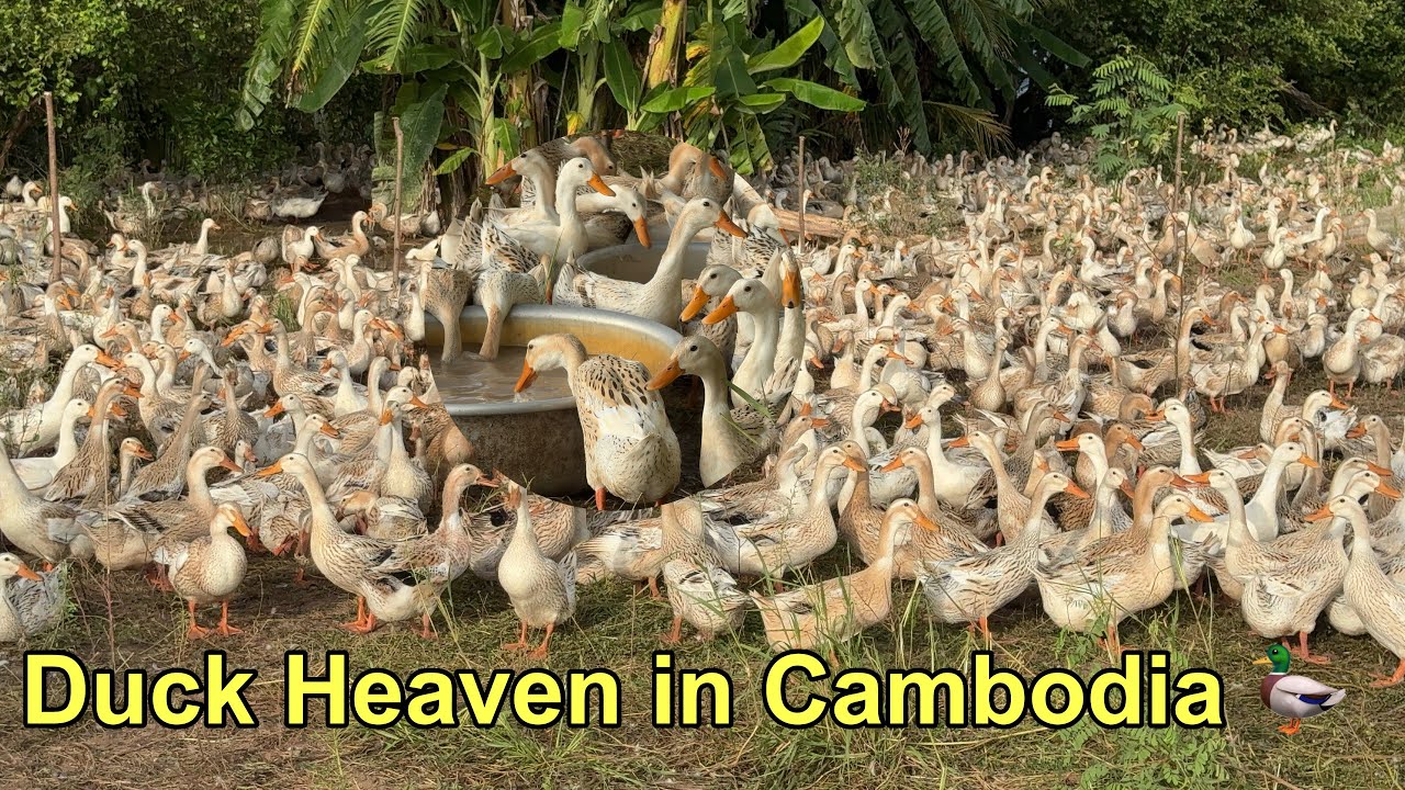 The Duckling are very big,healthy after 3 month.Duck Heaven in Cambodia 🦆| Calm,Natural Village Life