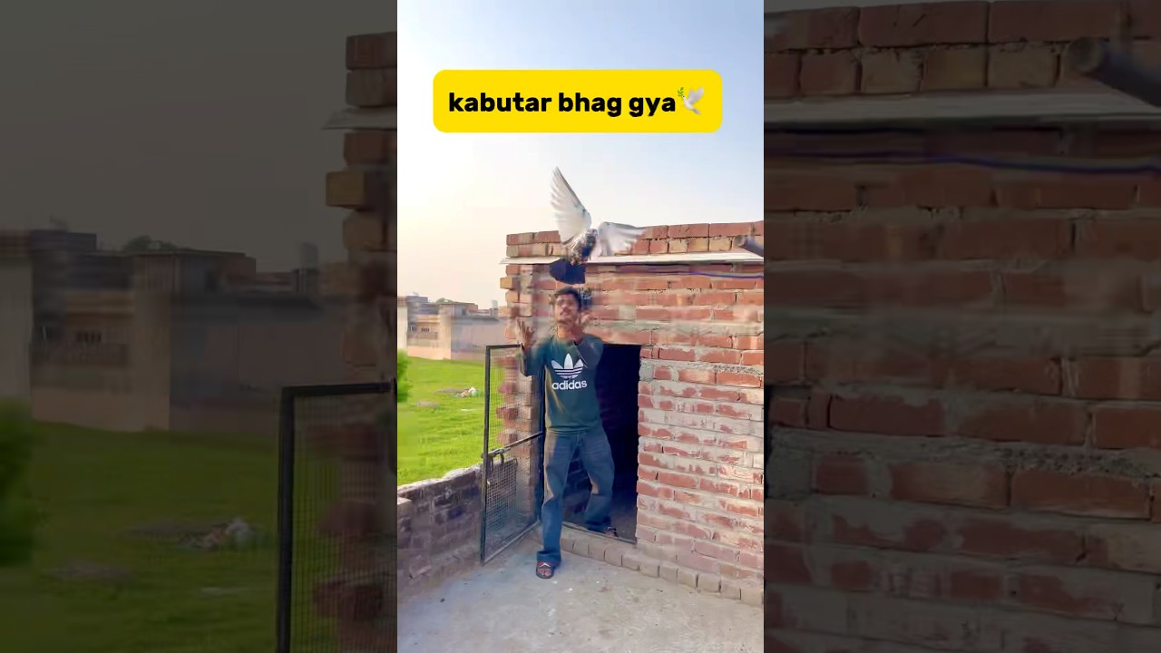 Kabutar bhag gya🕊️#birds #breedingpair #petlover #minivlog #lovebirdsfarming #vlog #pigeon #kabutar