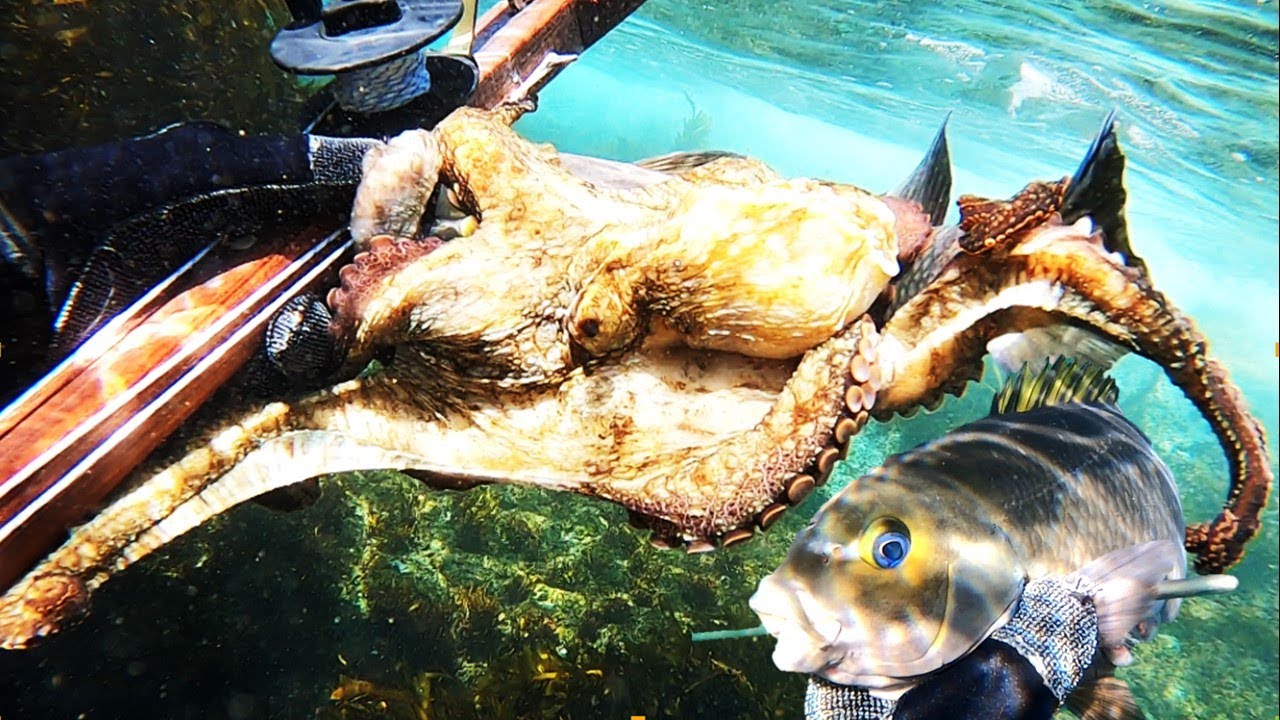 How to Freedive-Spearfish CA (Vol. 22): Poke Bowls!