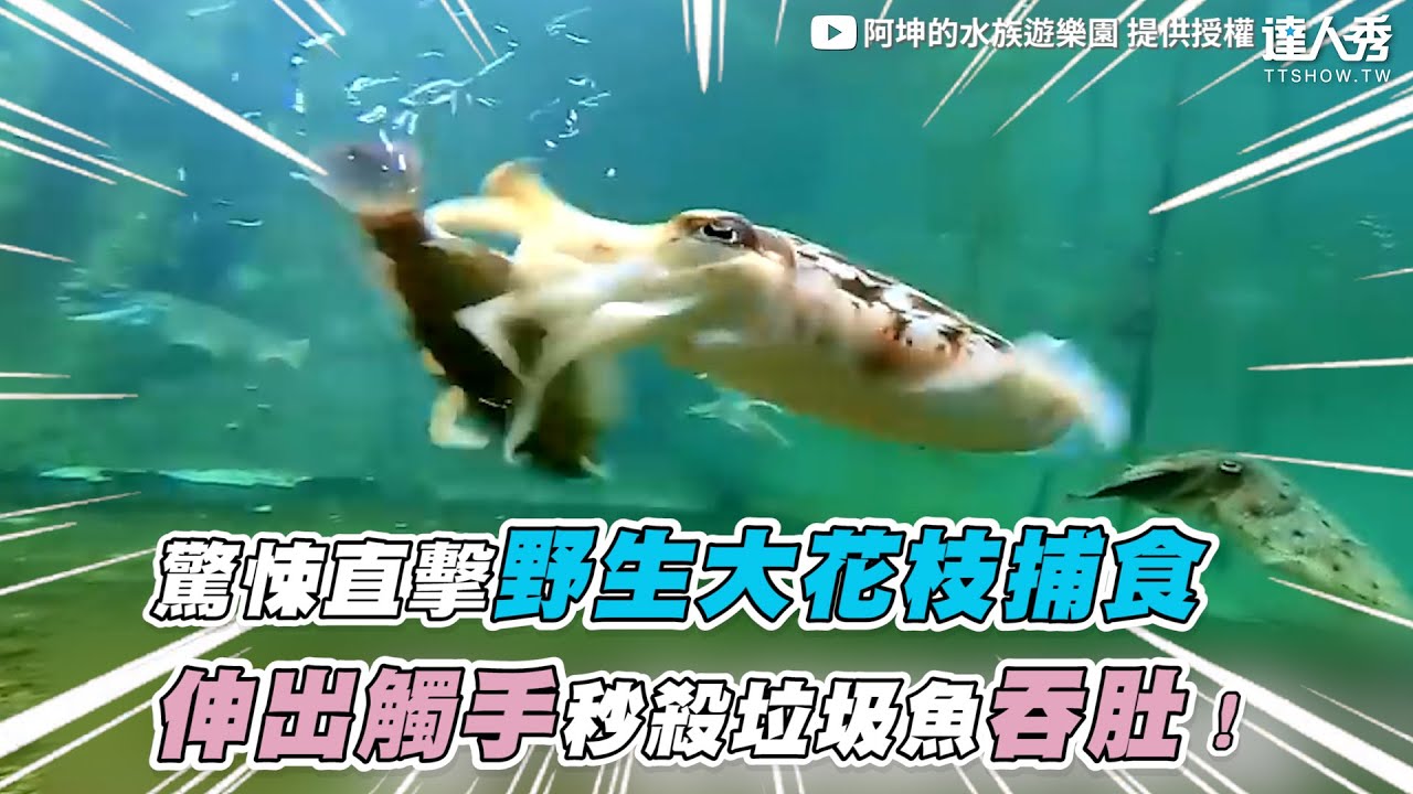 【直擊野生大花枝捕食超驚悚 伸出觸手秒殺垃圾魚吞肚！】｜@superlinduke
