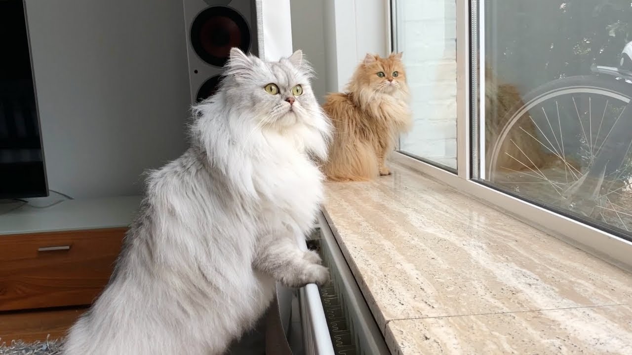 MOVING WITH CATS - After The First Week
