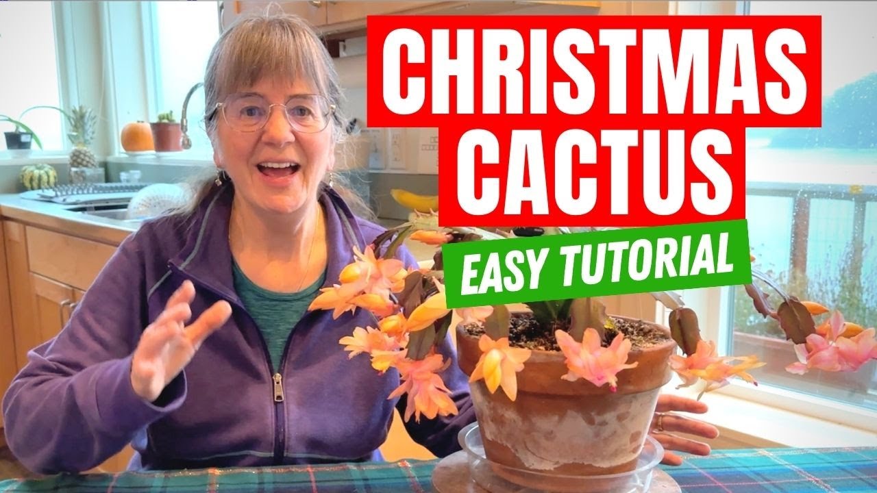 Christmas Cactus Care - A Simple Guide For Beginners