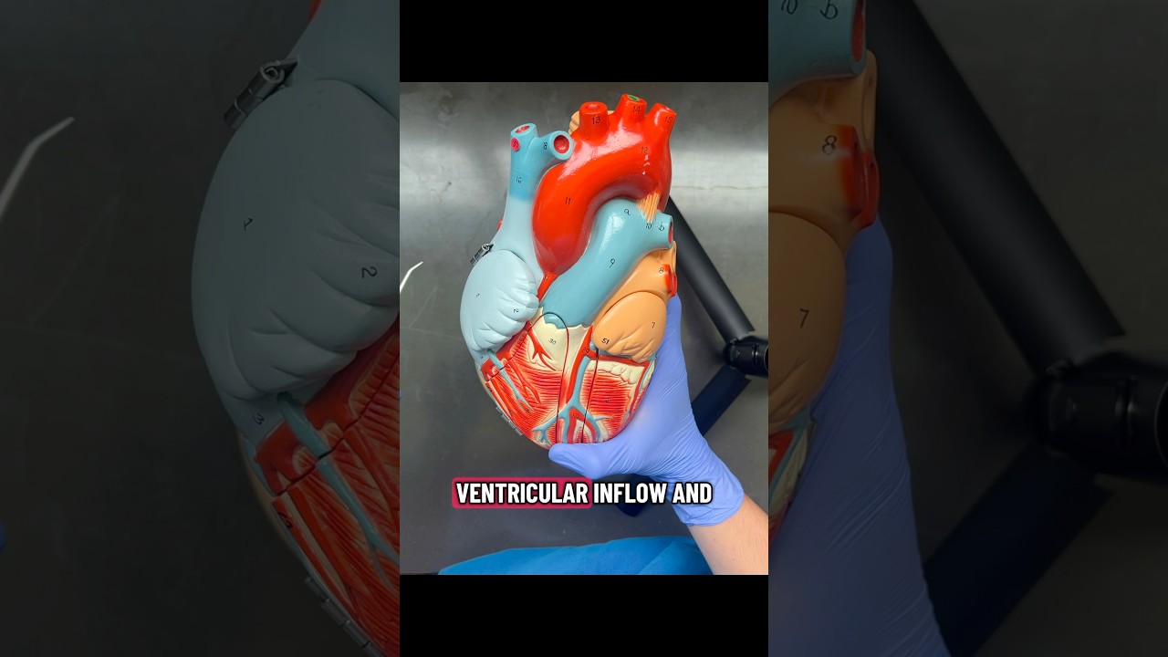Ventricular Inflow and Outflow Tracts🫀🩸#heart #bloodflow #ventricular #anatomy #cardiovascular