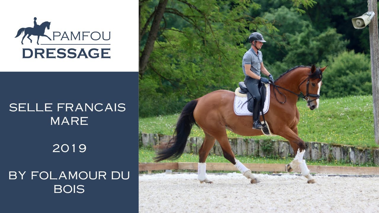 DRESSAGE HORSE FOR SALE | Schooling PSG mare (2019)