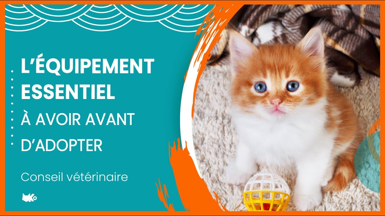 Checklist avant l'adoption d’un chaton (téléchargeable)