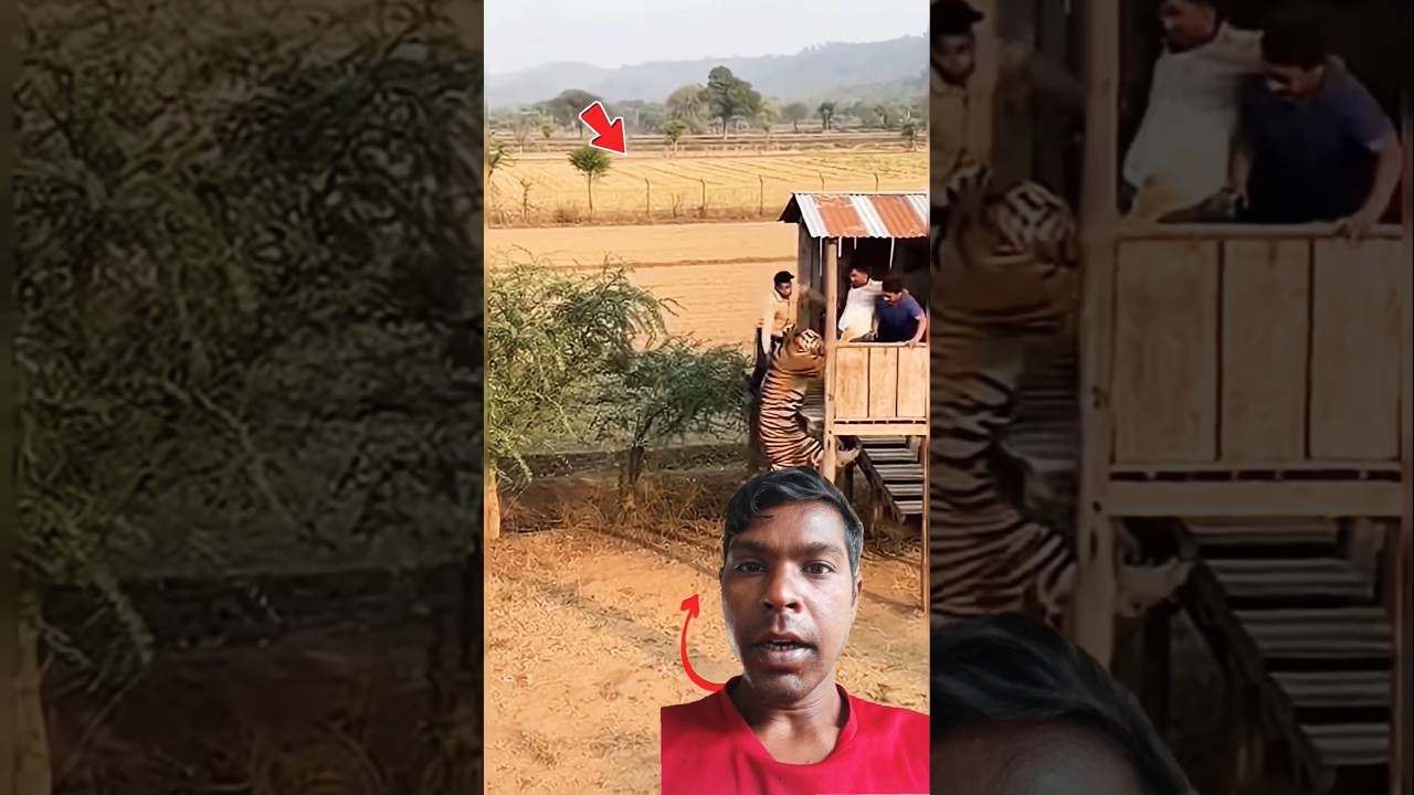 गाँव में आया एक शेर लोगों पर हमला 🐅 🐯tiger attack village 