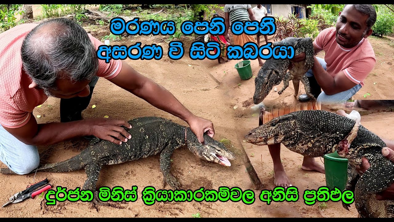 The water Monitor ( කබරගොයා )