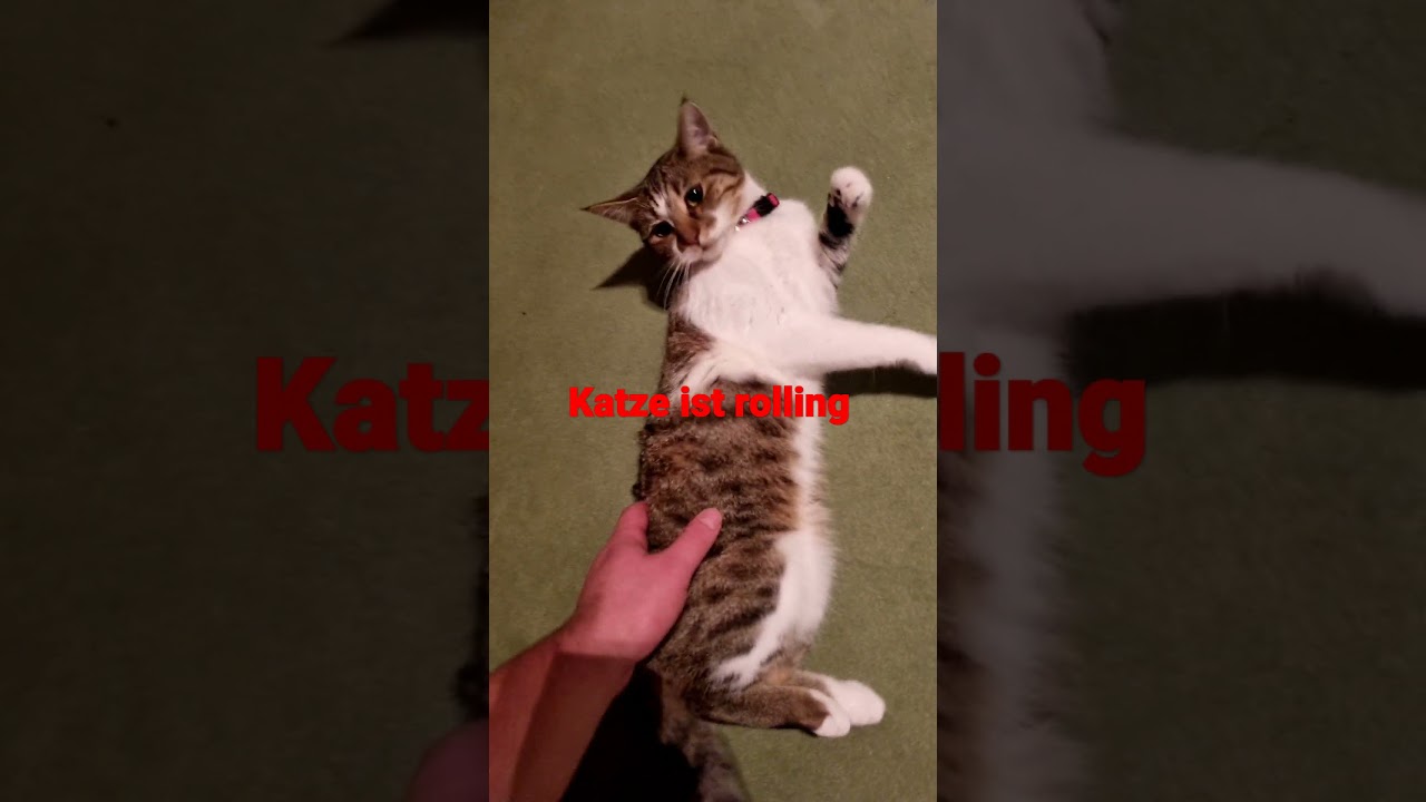 rollige katze