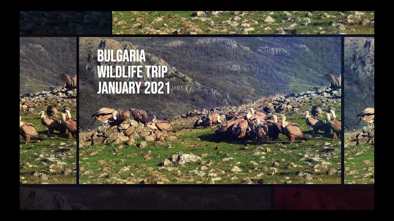 Bulgaria Wildlife Trip / Eastern Rhodopes (January 2021)