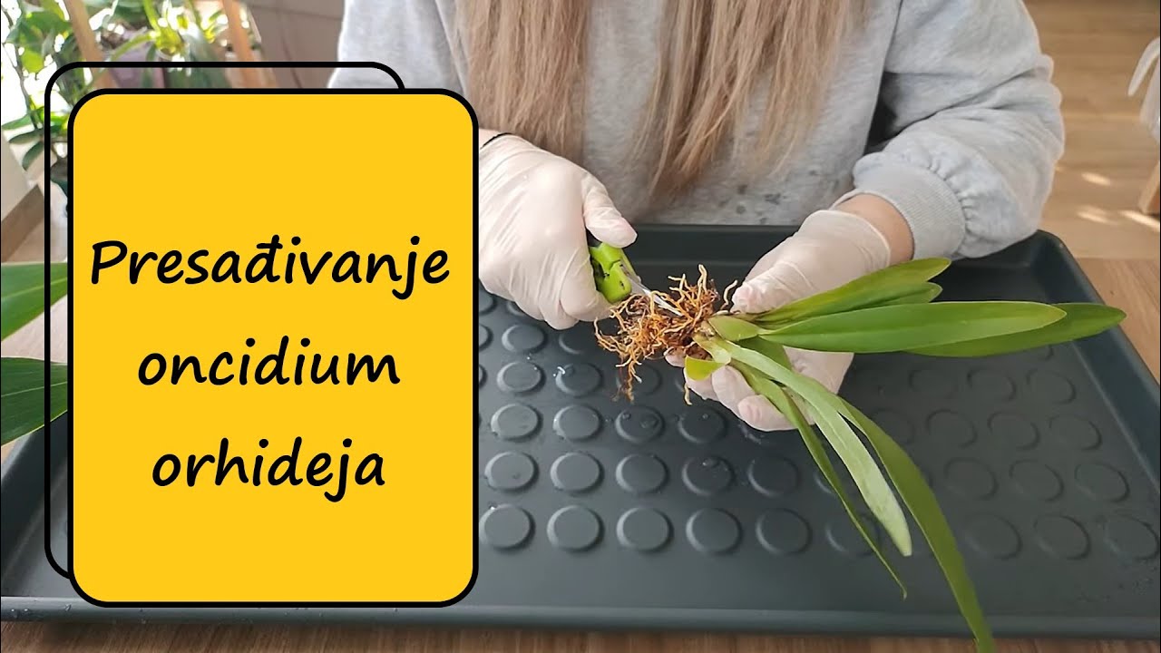 Presađivanje Oncidiuma