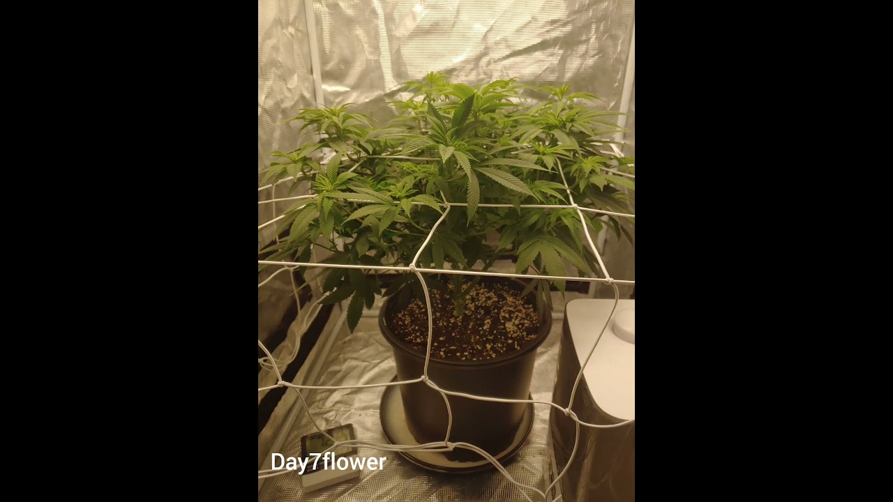 Growing cannabis veg day 35 to flower day 13 vegetative