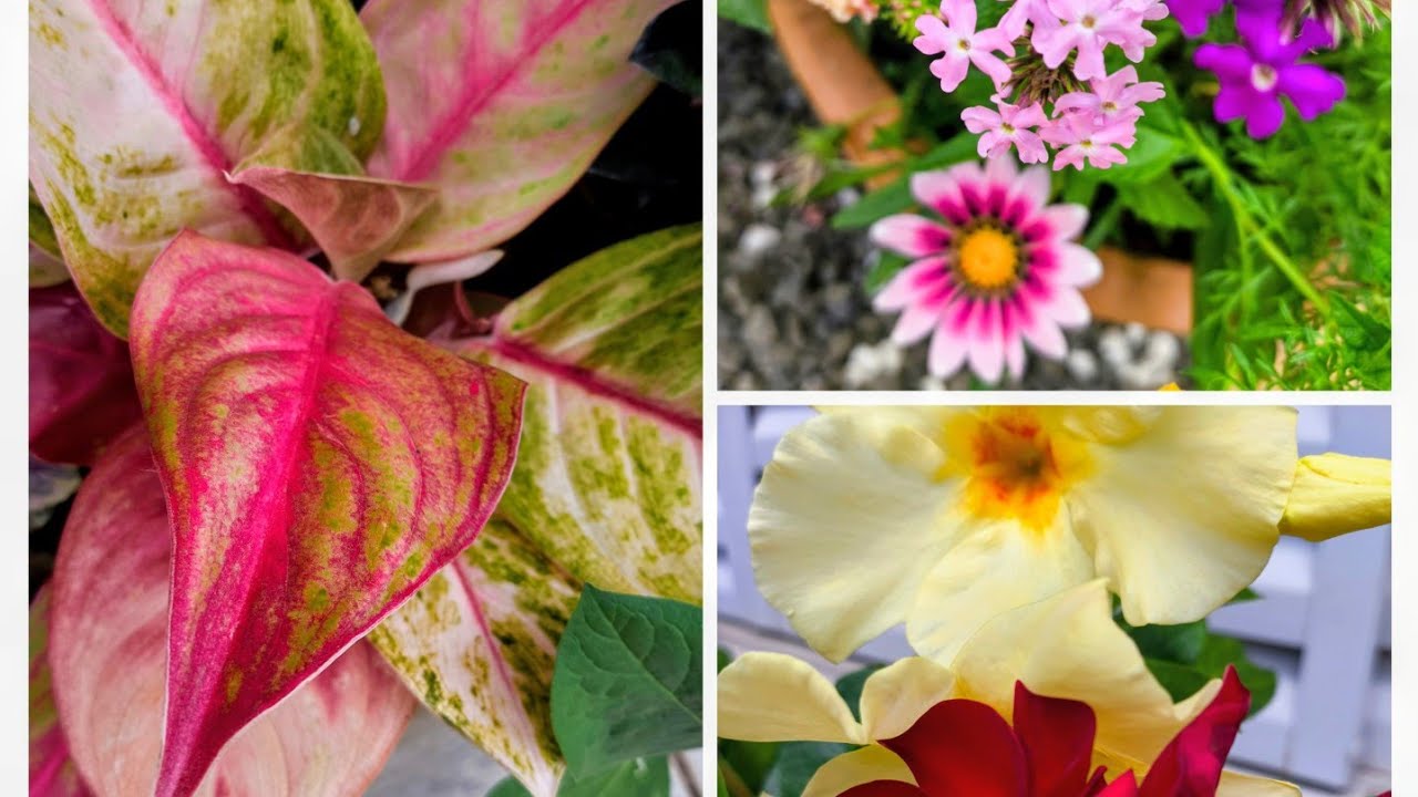 Achadinhos de flores e folhagens lindas e coloridas do quintal! Vamos de tour?!