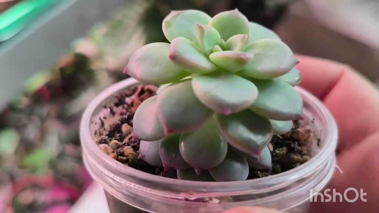 Продажа суккулентов.16 марта 2026 г.🌵🌵🌵#комнатныерастения #succulent #растенияпочтой 