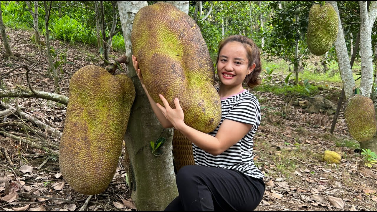 Harvest a super-large jackfruit and longan to go to the market to sell