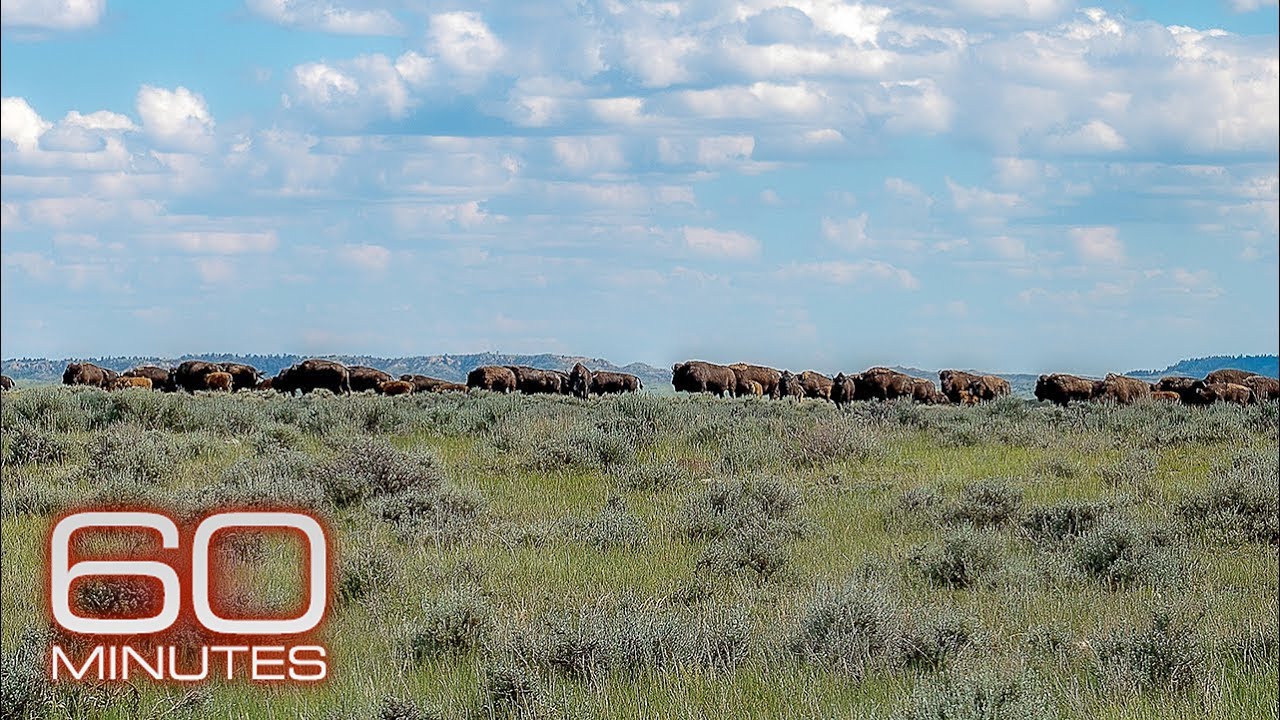 Rebuilding an ecosystem in America’s grasslands | 60 Minutes