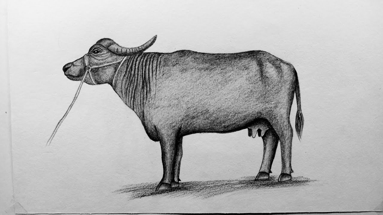 How to draw buffalo easy and step by step or shading for beginners tutorial