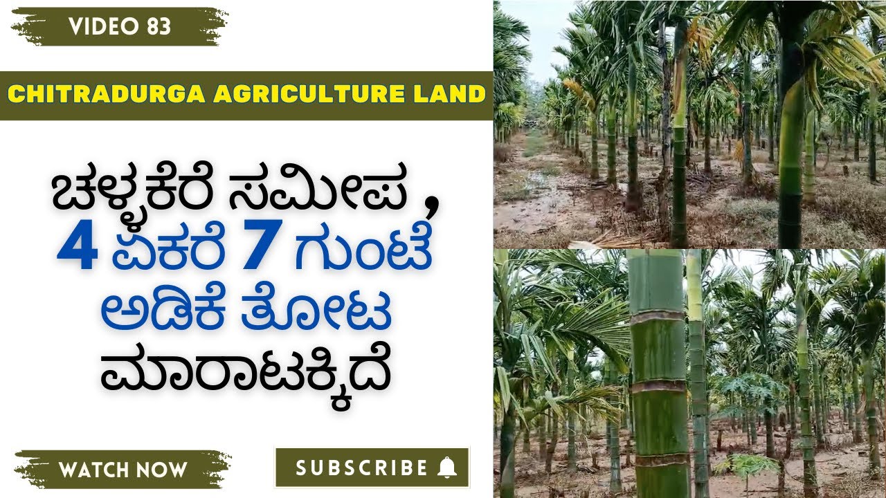 ಚಳ್ಳಕೆರೆ 4.7 ಎಕರೆ ಅಡಿಕೆ ತೋಟ ಮಾರಾಟಕ್ಕೆ | Arecanut Farm For Sale | Chitradurga Agriculture Land