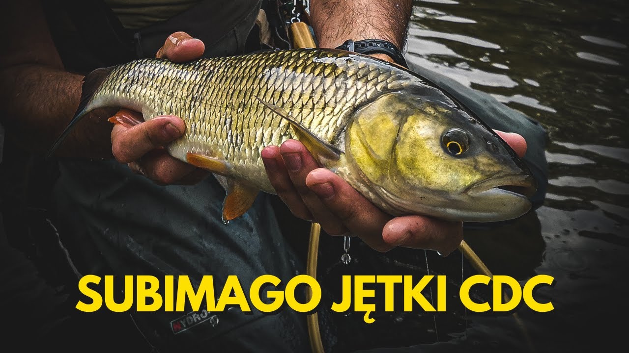 Subimago jętki CDC - maj