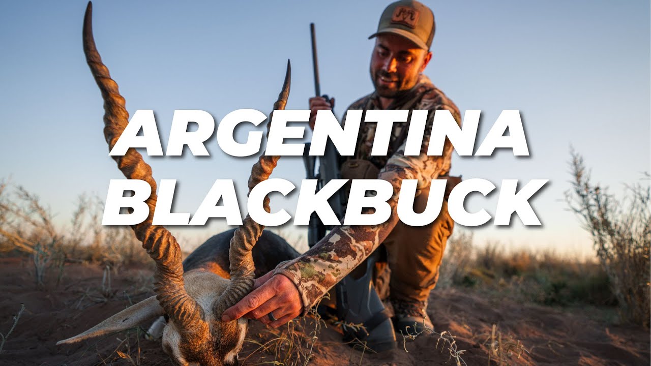 Argentina Blackbuck