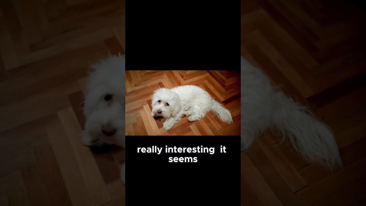 Discover The Lively Personality And Legendary Picky Eating Habits Of Maltese Dogs! #puppy #petcenter