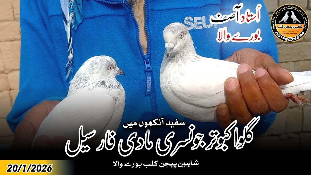 Galwa Kabotar Jonsiri Madi For Sale 20/1/2026 | Shaheen Pigeon Club 