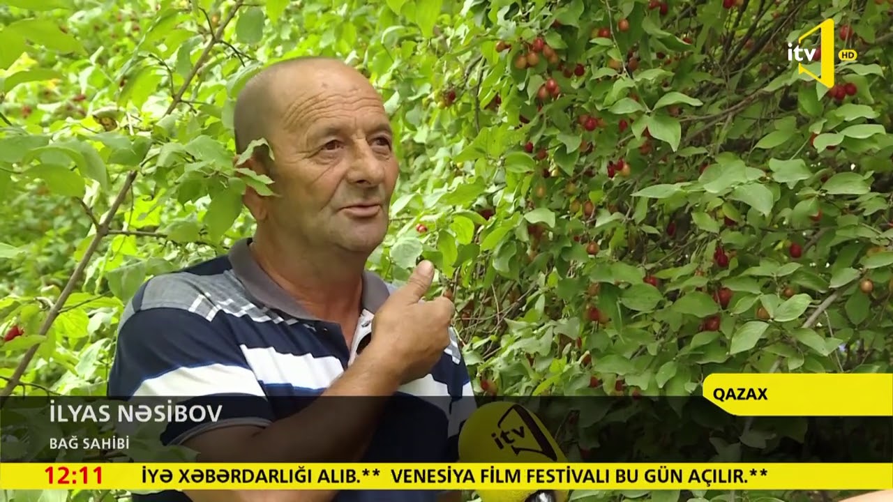 Qazaxda zoğal yığımına başlanılıb