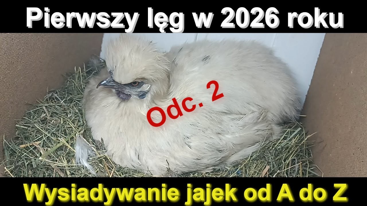 Pierwszy lęg 2026 – Wysiadywanie i sprawdzenie jajek | praktyczny poradnik. 🐔 Odc. 2