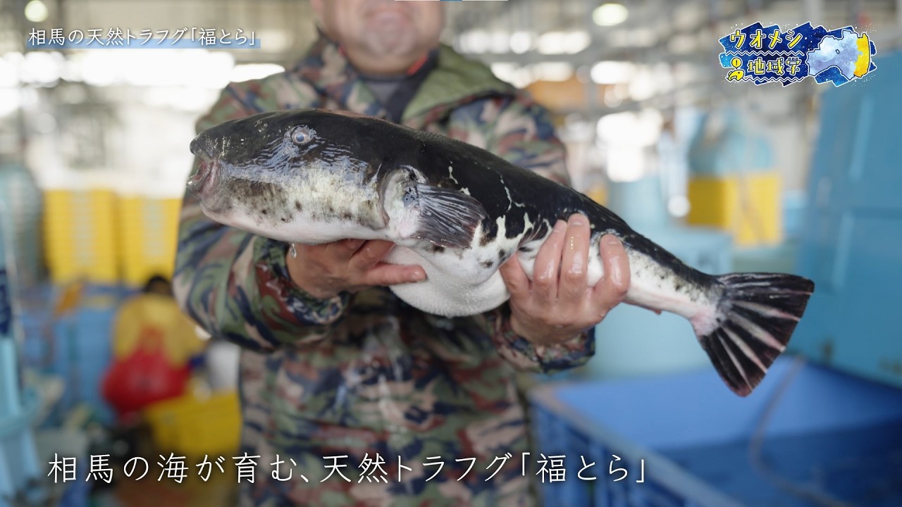 【ウオメシ地域学】相馬の天然トラフグ「福とら」