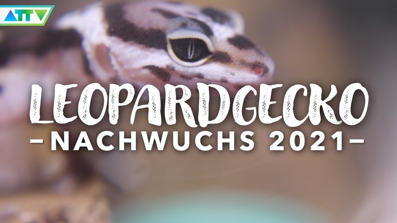 NACHWUCHS bei den Leopardgeckos - Wir geben sie an Dich ab! - GECKOTAGEBUCH