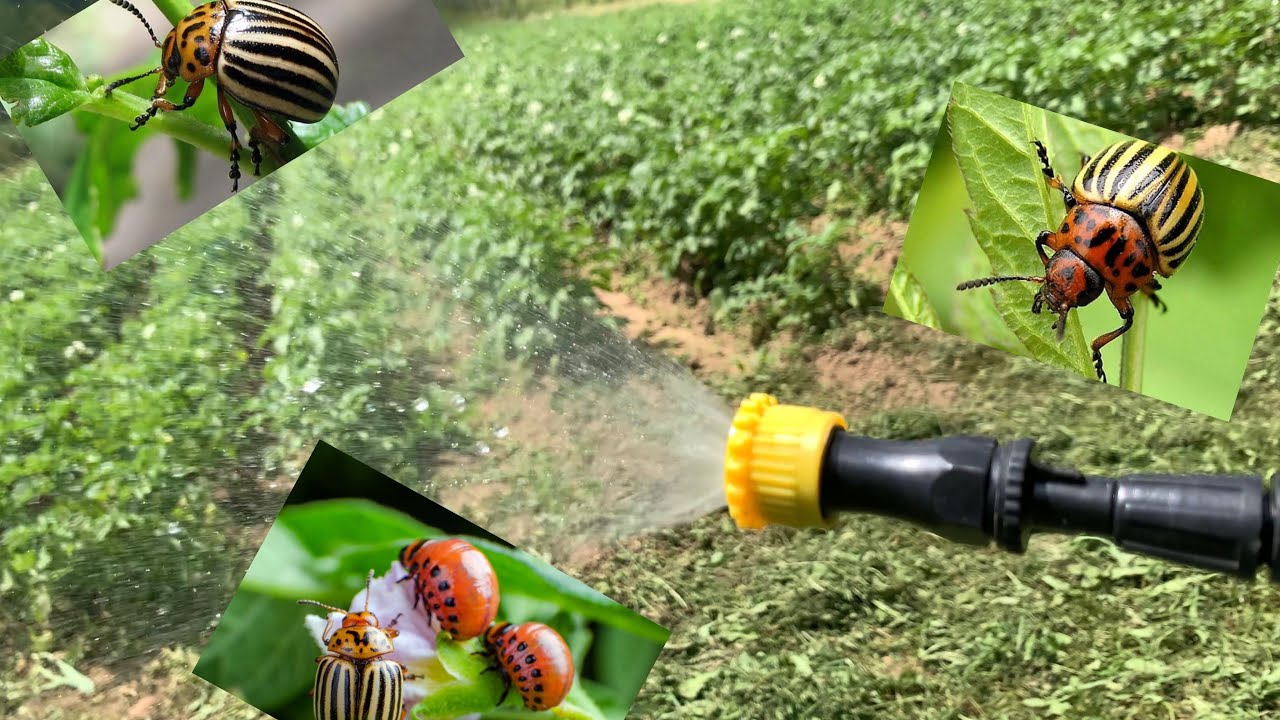 The most brutal sprayer for potato bugs! Krumpirova zlatica 🪲