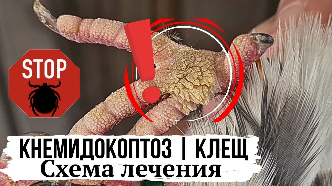 ВНИМАНИЕ❗️ КЛЕЩ❗️Борьба с паразитом | Treatment of pigeons from ticks