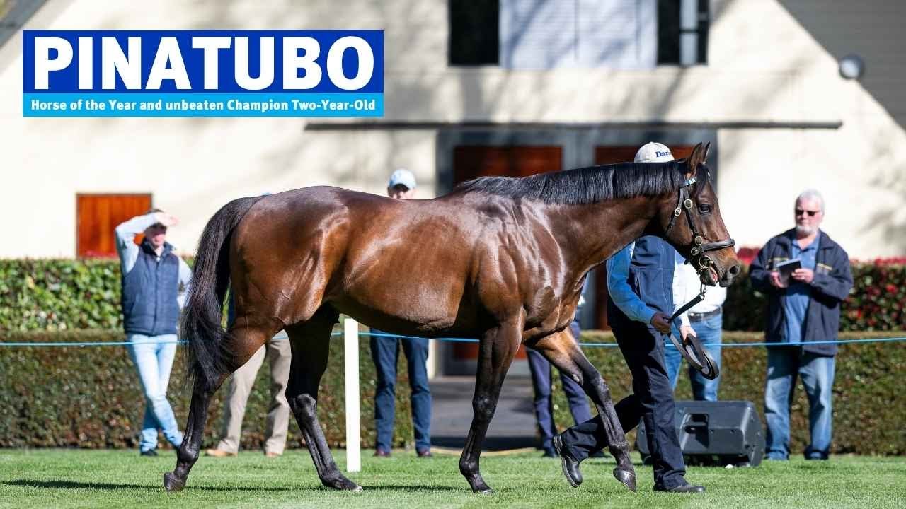 AUS: Pinatubo 2022 Stallion Showreel
