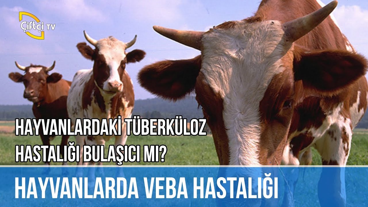 Hayvanlardaki Tüberküloz Hastalığı Bulaşıcı mı? -DERSİMİZ HAYVANCILIK