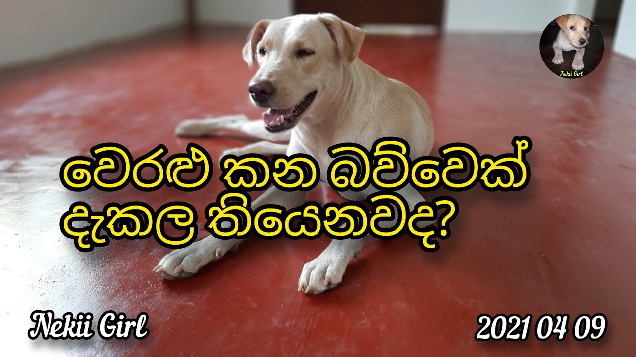 වෙරළුත් කන බව්වෙක් ..?@Nekiibaba