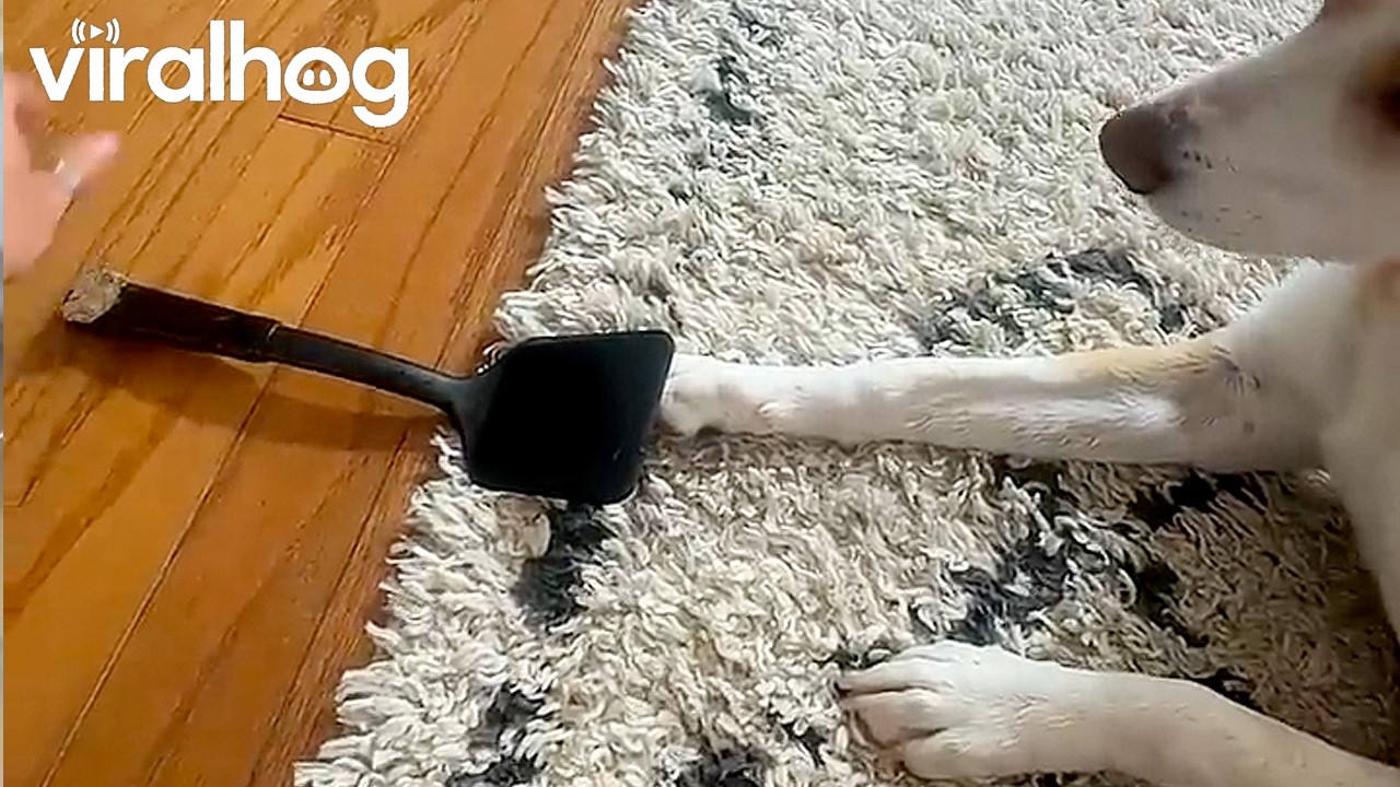 Nothing Excites Him Like the 