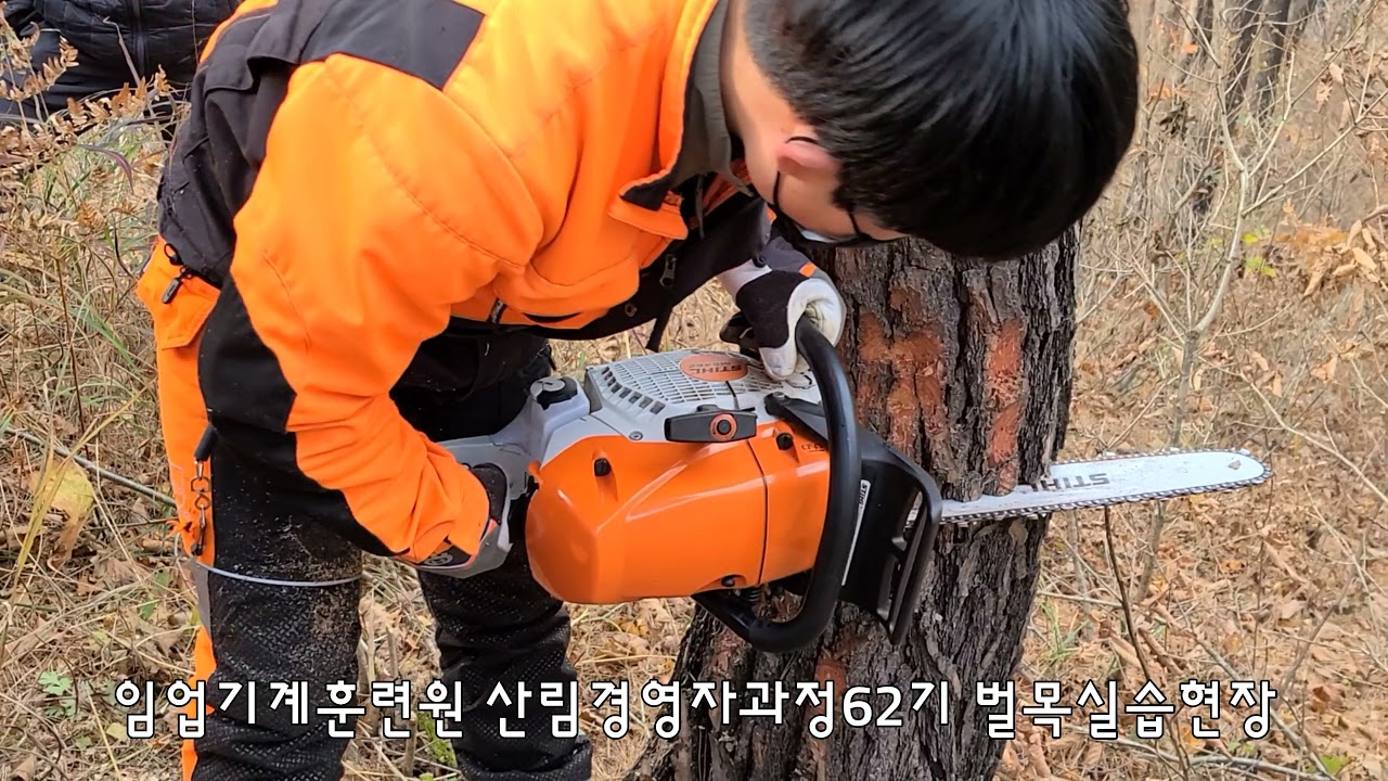 임업기계훈련원 산림경영자과정62기 벌목실습현장 벌목 벌도방향 벌목 수구 측구 체인톱사용 주변정리 소나무베기 수피제거 실습림 쐐기박기 나무넘어간다. 용재크기 7자 스틸바지번호