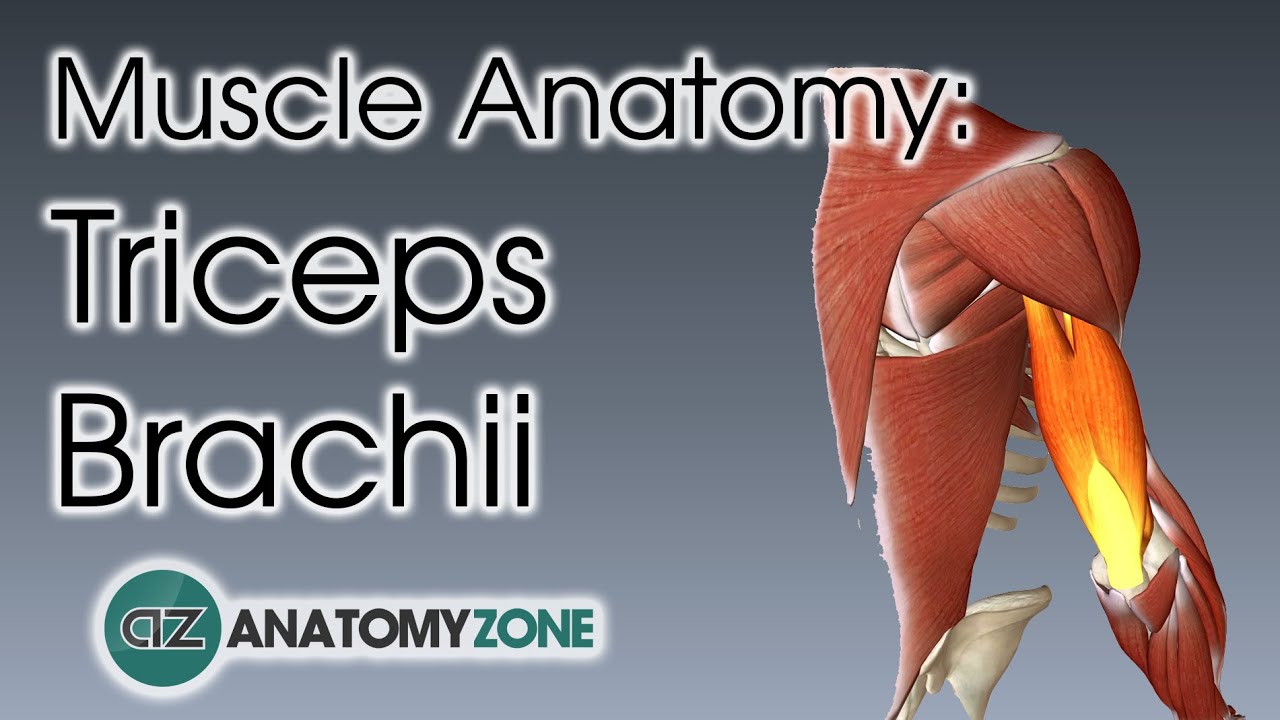 Triceps | Muscle Anatomy