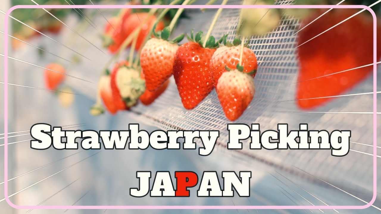 🇯🇵Japan Strawberry Picking in Tochigi | Ichigo-no-Sato Farm