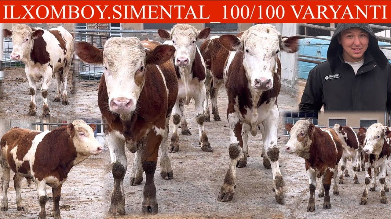 SHORO😳MOL BOZORIDA TOZA SIMMENTAL BUQALARI💥ILXOMBOYDA XAMISHA ARZON🏃