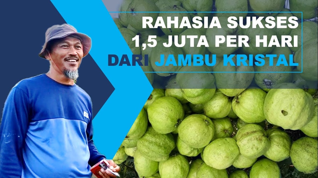 Rahasia Sukses Petani Jambu Kristal Dengan Omset 1,5 Juta Per Hari | Ep 46 Pertanian