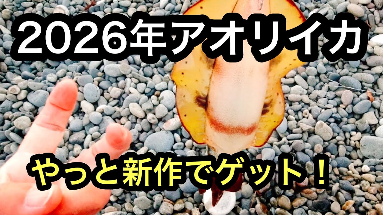 【ヤエン釣り】年をまた（股）いでやっと釣れました🦑