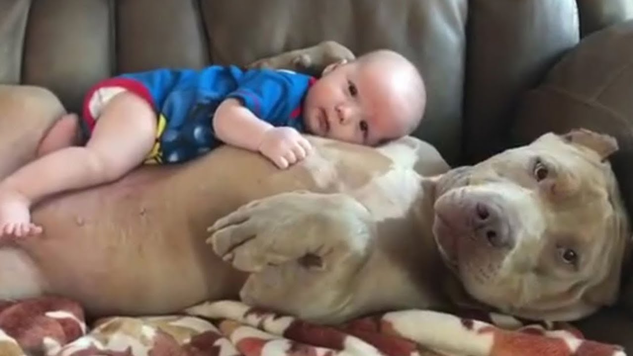 😂 Videos momentos DIVERTIDOS y GRACIOSOS de PERROS PITBULL 🐕Compilaci&oacute;n 2021
