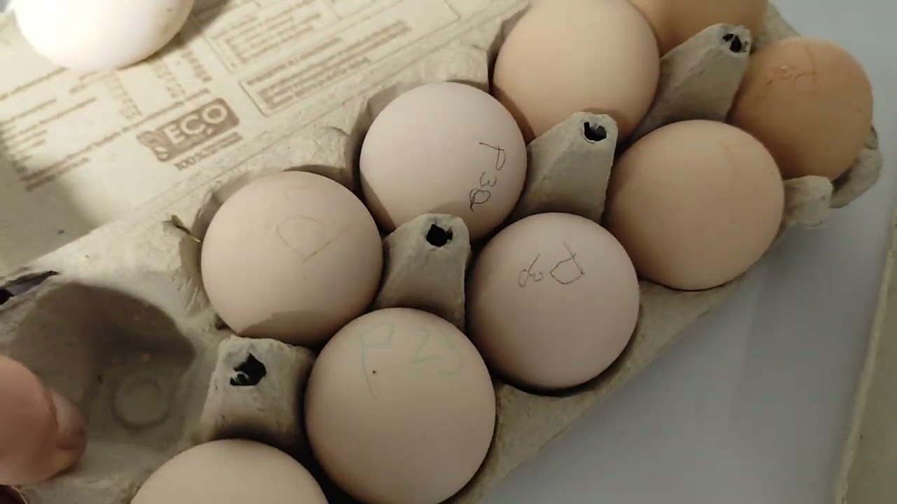 Wszystko o inkubacji część 2🐣🐤🐥 kurczęta już tu są 😁 Zapraszam na film ✅