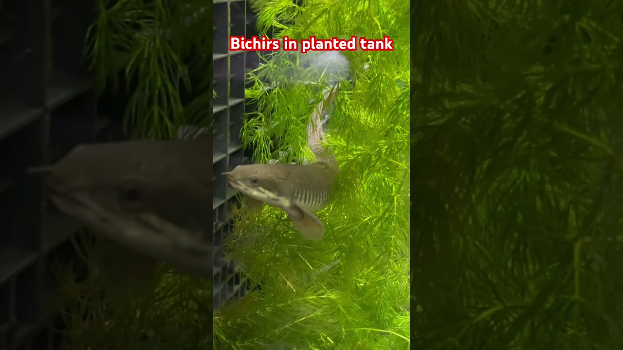 Bichirs in planted aquarium #fish #bichir #fishtank #tropicalfish #aquariumfish #plantedtank #pets