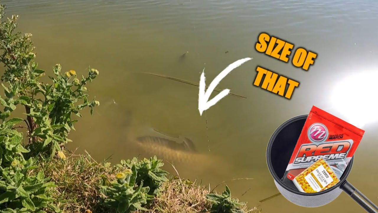 Summer margin Fishing  sweetcorn and groundbait is it the best bait combination ?