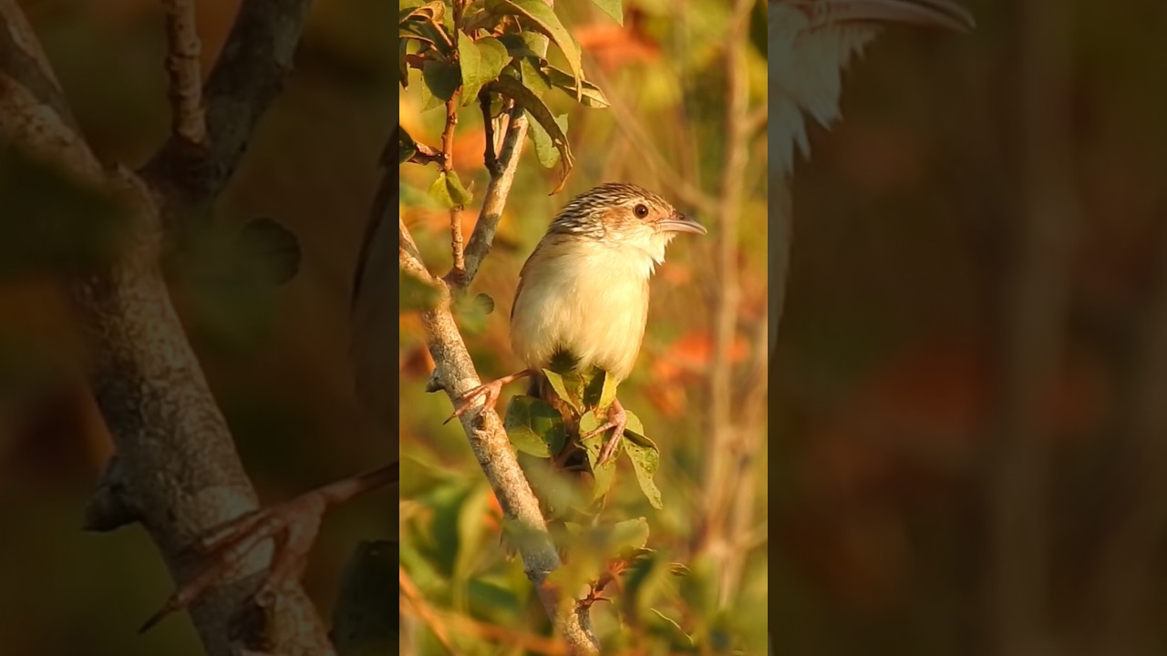 Chinese Grassbird Call #shorts #bird #birdwatching #cambodia #photography #wildlife #birdphotography