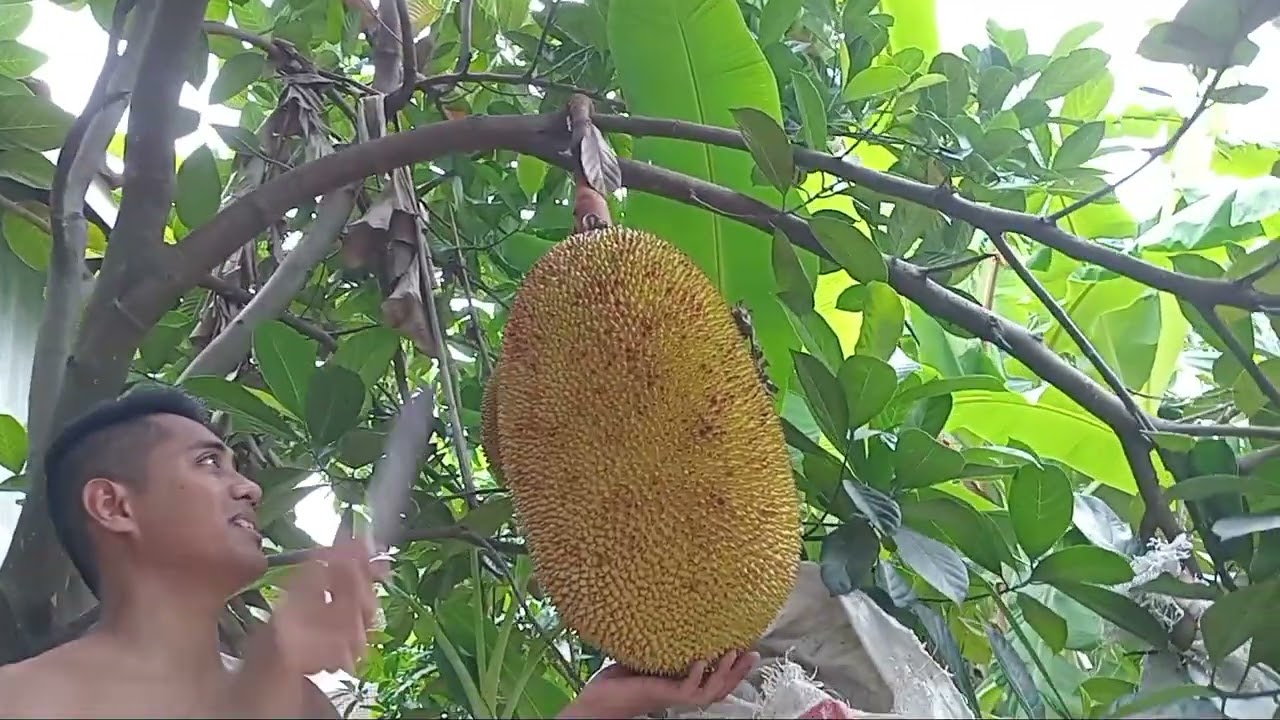 harvest of giant jackfruit and jumbo soursop