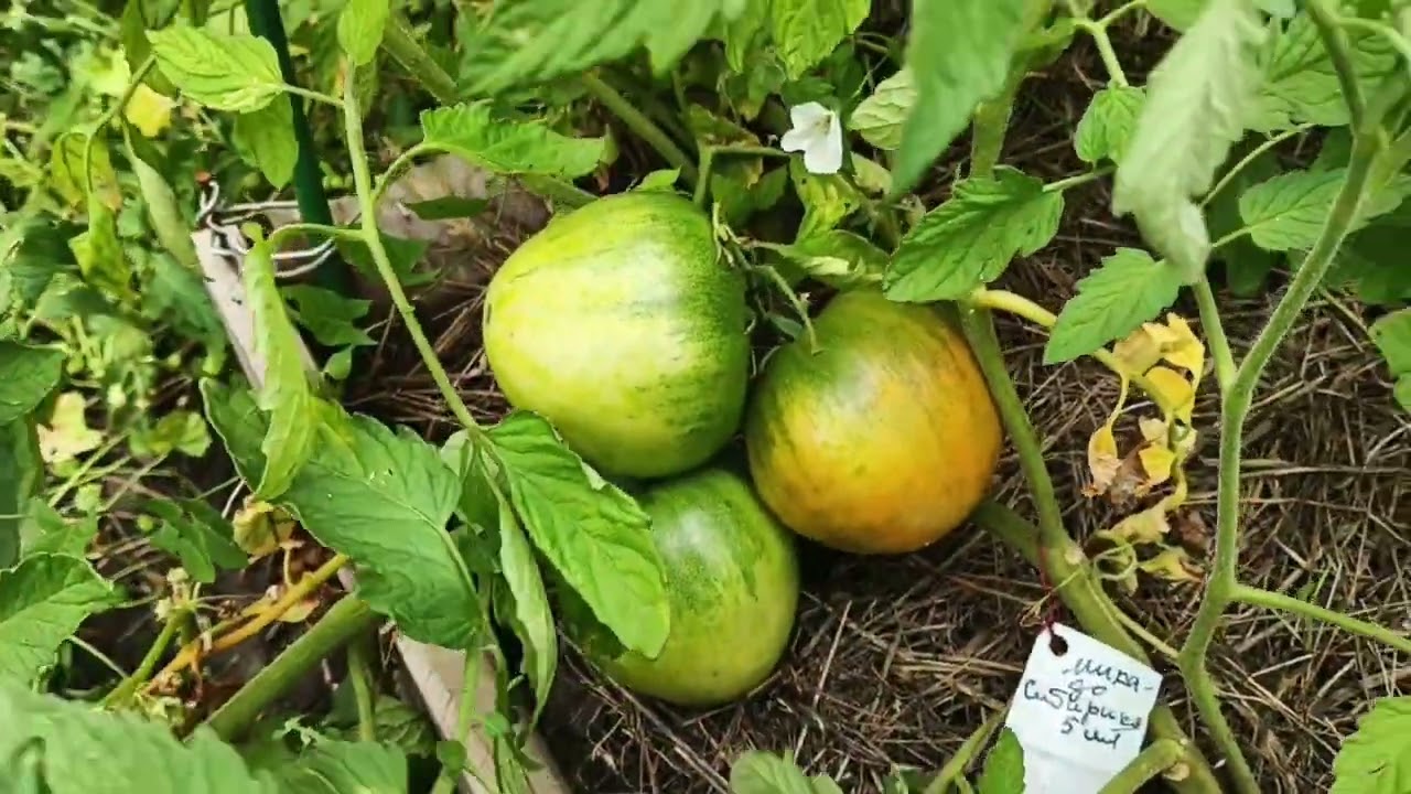 СОБИРАЮ ТОМАТЫ 🍅
